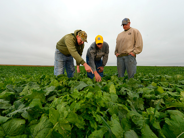 Neal, Lewis and Matthew Bainbridge inspect one of their fields of a cover crop cocktail. They plant a cocktail of four to six different cover crops to balance out the whims of Mother Nature in any given season. (Progressive Farmer photo by Tom Dodge)